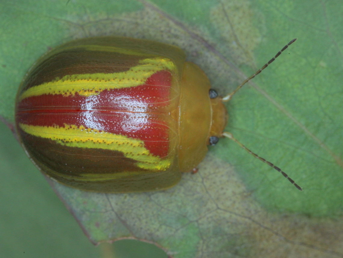 Paropsisterna_sp19 This delightful beetle is found occasionally in NSW and Victoria.  It is possibly undescribed. Australia,Geotagged,Paropsisterna,Summer