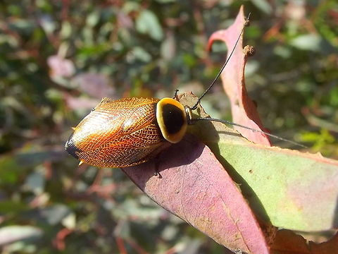 Ellipsidion australe An attractive native cockroach found on foliage.   Austral Ellipsidion Cockroach,Australia,Ellipsidion australe,Geotagged,Spring