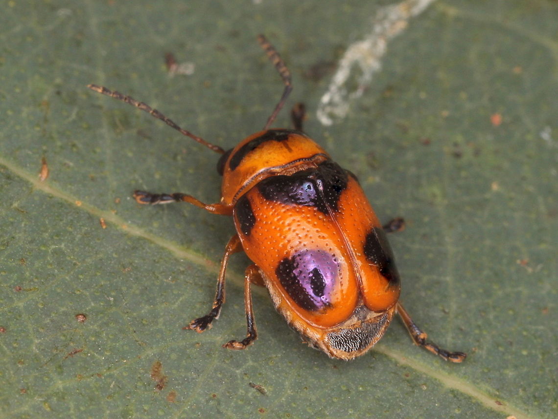 aporocera speciosa (now genus - Cryptocephalus speciosus) This bright orange beetle share similar aposematic color patterns with ladybird beetles and other beetle species.<br />
The subfamily group of Cryptocephalinae share a short head which protrudes very little.  They often have very long antennae.  Larvae are terrestrial and seldom noticed.   Aporocera speciosa,Australia,Fall,Geotagged,Orange-black Leaf Cylinder. Beetle,aporocera,aposematic