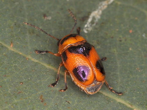 aporocera speciosa (now genus - Cryptocephalus speciosus) This bright orange beetle share similar aposematic color patterns with ladybird beetles and other beetle species.
The subfamily group of Cryptocephalinae share a short head which protrudes very little.  They often have very long antennae.  Larvae are terrestrial and seldom noticed.   Aporocera speciosa,Australia,Fall,Geotagged,Orange-black Leaf Cylinder. Beetle,aporocera,aposematic