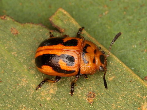Calomela crassicornis  Australia,Calomela crassicornis,Fall,Geotagged,calomela