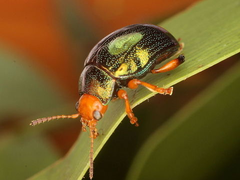 Calomela ruficeps A metallic green beetle with red head (rufi + ceps) feeding on broad leafed Acacia in tropical Australia. Australia,Calomela,Calomela ruficeps,Fall,Geotagged,Leaf beetle