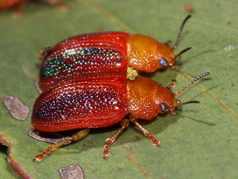 Calomela satelles This acacia leaf beetle has a region of blue puncturations in the central region of the elytra. Australia,Calomela satelles,Geotagged,Spring,calomela