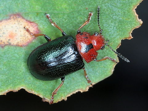 Acacia leaf beetle (Calomela maculicollis)  Australia,Calomela maculicollis,Geotagged,Summer,Winter,calomela