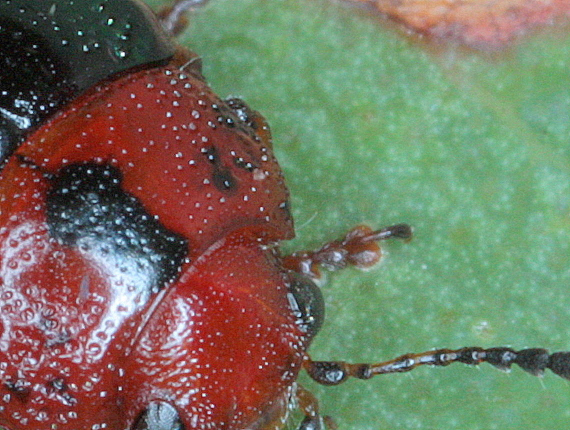 Calomela maculicollis bristles One defining feature of Calomela are anterior and posterior sensory setae on the  (four) corners of the pronotum.  These are called trichobothria and can be very hard to see or even broken off and missing.  Australia,Calomela maculicollis,Geotagged,Summer,calomela,clavate