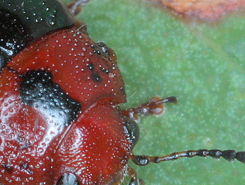 Calomela maculicollis bristles One defining feature of Calomela are anterior and posterior sensory setae on the  (four) corners of the pronotum.  These are called trichobothria and can be very hard to see or even broken off and missing.  Australia,Calomela maculicollis,Geotagged,Summer,calomela,clavate