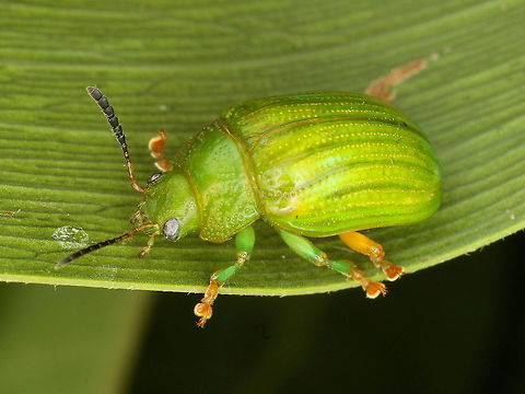 Calomela pallida This green acacia leaf beetle feeds on broad leafed wattles such as dogwood.   The antennae are clavate in all calomela and the pronotum bear trichobothrial bristles on each corner of the pronotum.  I have loaded a large image so you can pan in to see them.   Pallida is typically has two pairs of green legs and the posterior pair are orange Australia,Calomela pallida,Fall,Geotagged,calomela