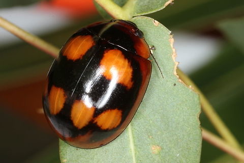 Paropsisterna beata Paropsisterna beata is one of a species group with black colors and bright patterns of dots or lines.
The puncturations are very fine.
http://www.jungledragon.com/image/36734/blessed_leaf_beetle_-_paropsisterna_beata_variety_rubrosignata.html
To the north of the range is a variety with red head and margin of elytra and pronotum. Australia,Blessed leaf beetle,Fall,Geotagged,Paropsisterna,Paropsisterna beata,Spring