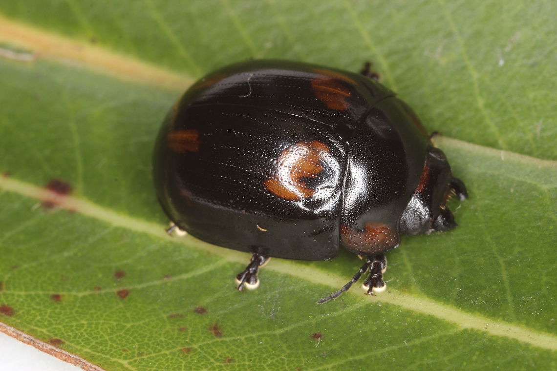 Paropsisterna nigerrima This paropsine is black and may have bright colors either as stripes or spots.<br />
This spotted form is a described variety known as Paropsisterna nigerrima picta. <br />
<br />
In all cases to my knowledge, they are found under bark of eucalyptus and the possibility is that they are nocturnal.   <figure class="photo"><a href="https://www.jungledragon.com/image/37390/paropsisterna_nigerrima_var._alternata.html" title="Paropsisterna nigerrima (var.) alternata"><img src="https://s3.amazonaws.com/media.jungledragon.com/images/2776/37390_thumb.JPG?AWSAccessKeyId=05GMT0V3GWVNE7GGM1R2&Expires=1759968010&Signature=T3P91F6r6mq2%2F7QE8BI4CruMGPo%3D" width="200" height="152" alt="Paropsisterna nigerrima (var.) alternata This dark beetle is a striped variety with alternating striae interstices in red.  <br />
This is usually found under bark of white barked eucalyptus such as manna gum.  Australia,Geotagged,Paropsisterna,Paropsisterna nigerrima,Spring" /></a></figure> Paropsisterna nigerrima (var.) alternata <br />
<figure class="photo"><a href="https://www.jungledragon.com/image/37393/paropsistertna_nigerrima_var._nigerrima.html" title="Paropsistertna nigerrima (var.) nigerrima"><img src="https://s3.amazonaws.com/media.jungledragon.com/images/2776/37393_thumb.JPG?AWSAccessKeyId=05GMT0V3GWVNE7GGM1R2&Expires=1759968010&Signature=Hf9jWOBn53nvzbzAxMUI1fDMtkQ%3D" width="200" height="152" alt="Paropsistertna nigerrima (var.) nigerrima This beetle is entirely black except for its toes.  It occurs in varieties with red stripes or blotches.  They are often found cohabiting with other varieties and other species under bark (particularly P. intacta).  Australia,Geotagged,Paropsisterna,Paropsisterna nigerrima,Spring" /></a></figure> Paropsistertna nigerrima (var.) nigerrima<br />
<br />
<figure class="photo"><a href="https://www.jungledragon.com/image/37391/paropsisterna_nigerrima_var._nigerrima.html" title="Paropsisterna nigerrima (var.) nigerrima"><img src="https://s3.amazonaws.com/media.jungledragon.com/images/2776/37391_thumb.JPG?AWSAccessKeyId=05GMT0V3GWVNE7GGM1R2&Expires=1759968010&Signature=48KNtDNYEe1R5lu4gV7dQESaMVs%3D" width="200" height="152" alt="Paropsisterna nigerrima (var.) nigerrima This leaf beetle was found under bark of a swamp gum.  It is sometimes entirely black but this cute specimen has a lateral margin in red.    Australia,Geotagged,Paropsisterna,Paropsisterna nigerrima,Spring" /></a></figure> Paropsisterna nigerrima (var.) nigerrima Australia,Fall,Geotagged,Paropsisterna,Paropsisterna nigerrima