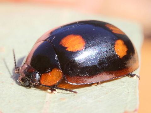 Paropsisterna beata This beetle from Victoria has clearly spaced apical spots.  The variety in NSW will often have these dots joined.   Australia,Blessed leaf beetle,Chrysomelidae,Geotagged,Paropsisterna,Paropsisterna beata,Spring,leaf beetle