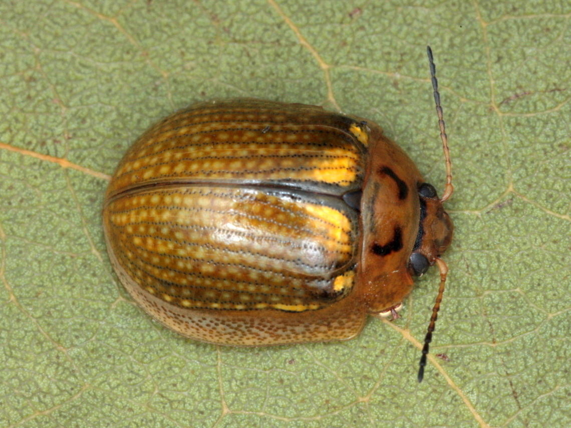 Paropsisterna agricola <figure class="photo"><a href="https://www.jungledragon.com/image/37367/paropsisterna_agricola.html" title="Paropsisterna agricola"><img src="https://s3.amazonaws.com/media.jungledragon.com/images/2776/37367_thumb.JPG?AWSAccessKeyId=05GMT0V3GWVNE7GGM1R2&Expires=1759968010&Signature=CORc6X1apWZvhrxbBPNlIJ2wrmA%3D" width="200" height="150" alt="Paropsisterna agricola http://www.jungledragon.com/image/37367/paropsisterna_agricola.html  Australia,Geotagged,Leaf beetle,Paropsisterna agricola,Summer,chrysomelidae,coleoptera,paropsisterna,paropsisterna agricola" /></a></figure>  Australia,Geotagged,Leaf beetle,Paropsisterna agricola,Summer,chrysomelidae,coleoptera,paropsisterna,paropsisterna agricola