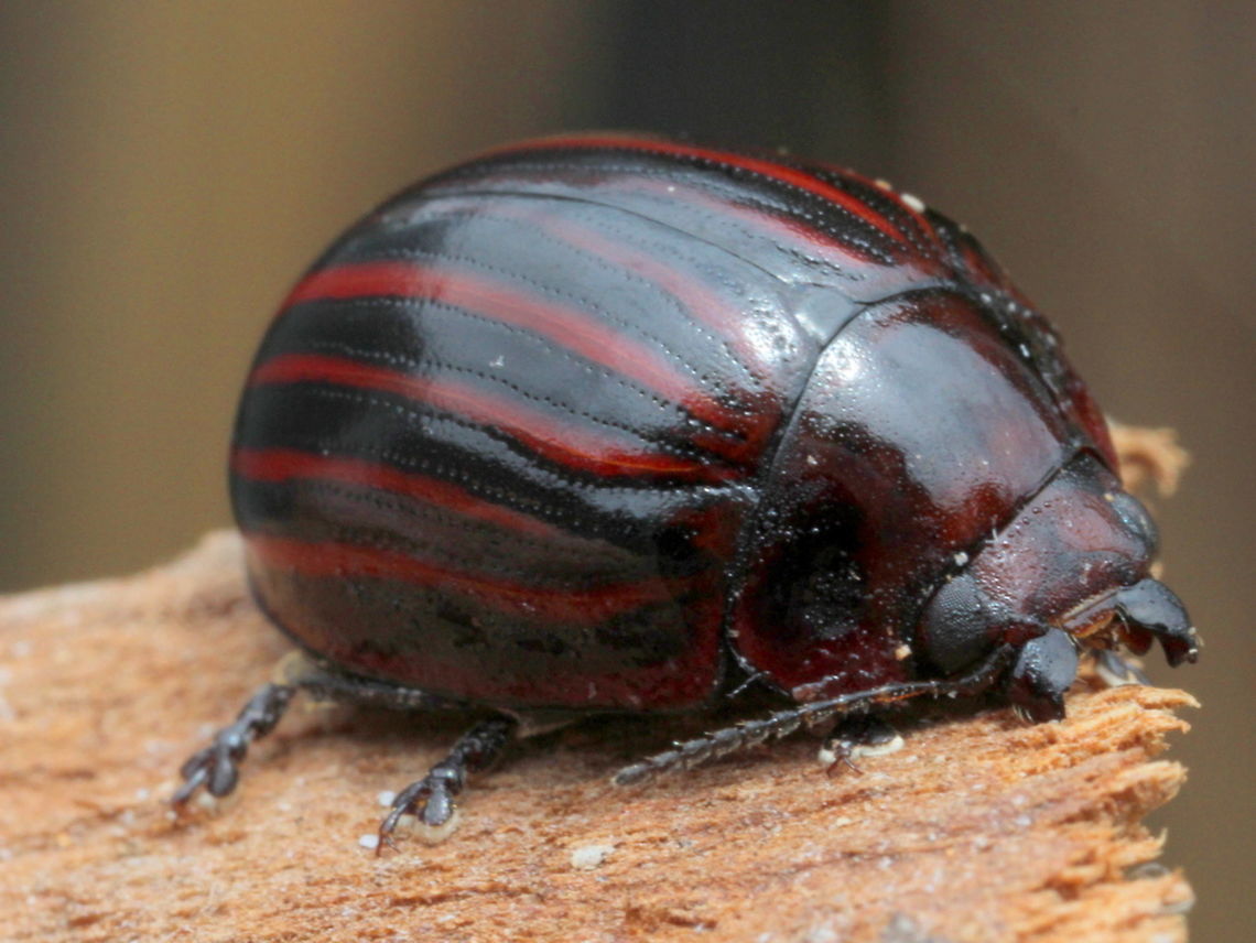 Paropsisterna nigerrima (var.) alternata This dark beetle is a striped variety with alternating striae interstices in red.  <br />
This is usually found under bark of white barked eucalyptus such as manna gum.  Australia,Geotagged,Paropsisterna,Paropsisterna nigerrima,Spring