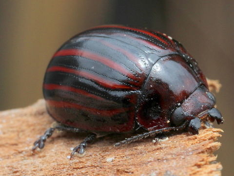 Paropsisterna nigerrima (var.) alternata This dark beetle is a striped variety with alternating striae interstices in red.  
This is usually found under bark of white barked eucalyptus such as manna gum.  Australia,Geotagged,Paropsisterna,Paropsisterna nigerrima,Spring