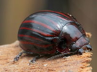 Paropsisterna nigerrima (var.) alternata This dark beetle is a striped variety with alternating striae interstices in red.  <br />
This is usually found under bark of white barked eucalyptus such as manna gum.  Australia,Geotagged,Paropsisterna,Paropsisterna nigerrima,Spring