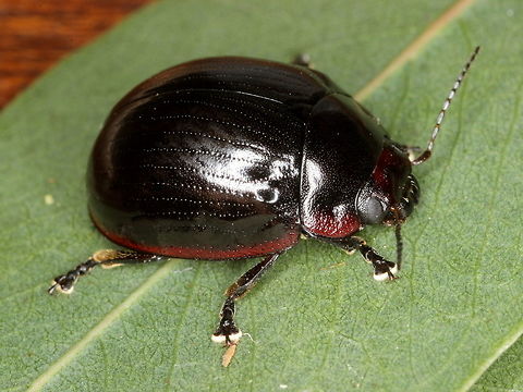 Paropsisterna nigerrima (var.) nigerrima This leaf beetle was found under bark of a swamp gum.  It is sometimes entirely black but this cute specimen has a lateral margin in red.    Australia,Geotagged,Paropsisterna,Paropsisterna nigerrima,Spring