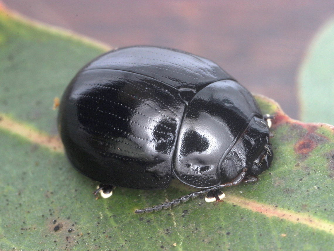 Paropsistertna nigerrima (var.) nigerrima This beetle is entirely black except for its toes.  It occurs in varieties with red stripes or blotches.  They are often found cohabiting with other varieties and other species under bark (particularly P. intacta).  Australia,Geotagged,Paropsisterna,Paropsisterna nigerrima,Spring