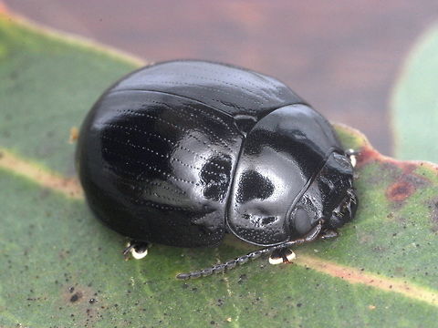 Paropsistertna nigerrima (var.) nigerrima This beetle is entirely black except for its toes.  It occurs in varieties with red stripes or blotches.  They are often found cohabiting with other varieties and other species under bark (particularly P. intacta).  Australia,Geotagged,Paropsisterna,Paropsisterna nigerrima,Spring
