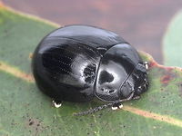 Paropsistertna nigerrima (var.) nigerrima This beetle is entirely black except for its toes.  It occurs in varieties with red stripes or blotches.  They are often found cohabiting with other varieties and other species under bark (particularly P. intacta).  Australia,Geotagged,Paropsisterna,Paropsisterna nigerrima,Spring