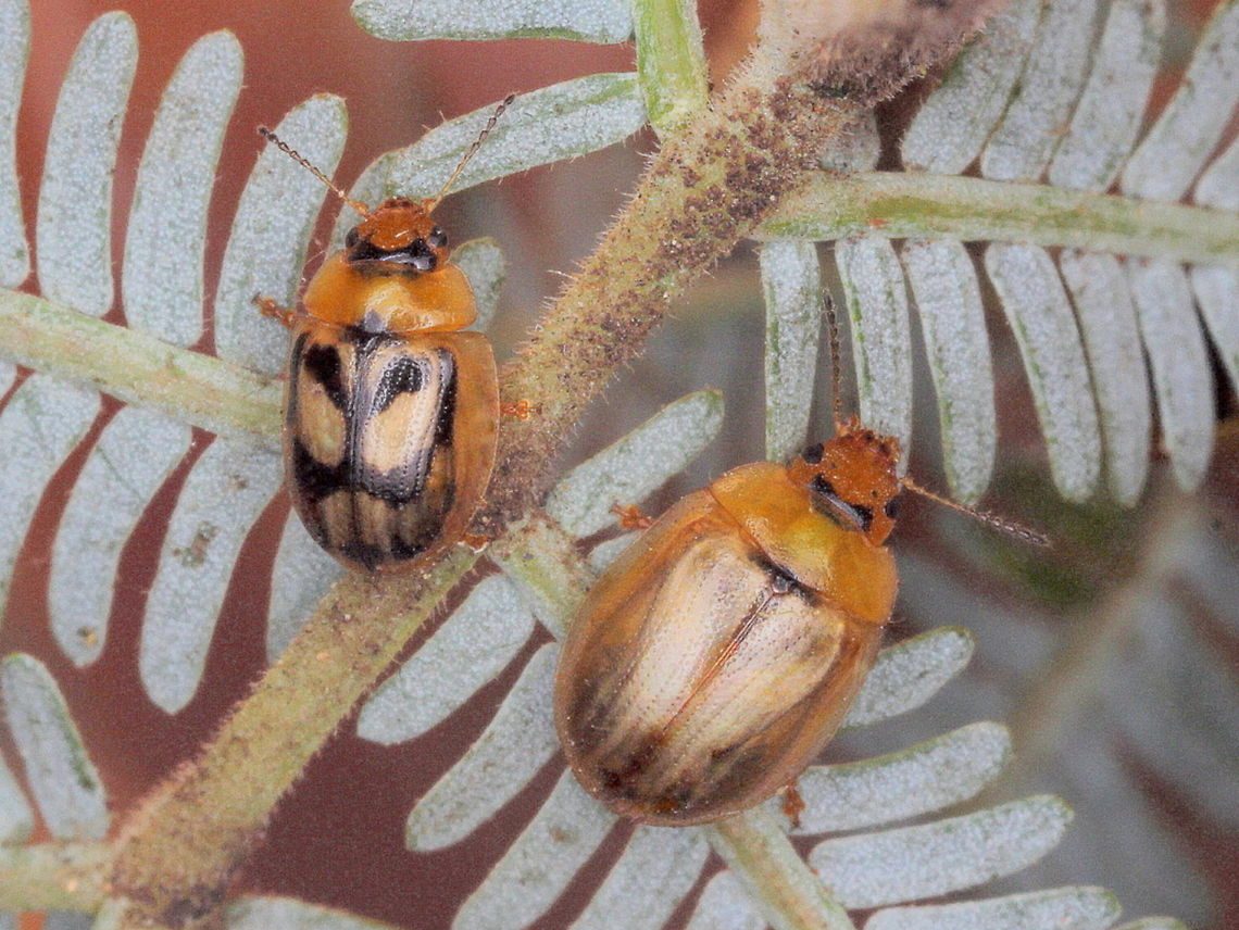 Peltoschema hamadryas Acacia leaf beetles include many species.  Some can be very prolific and cause devastation on silver wattle populations.  Paropsisterna hamadryas has a complex dark pattern on the elytra.  This pattern can range from almost absent to almost entirely black.   All of the 95 species in the genus Peltoschema have two posterior pronotal bristles called &quot;trichobothria&quot;.  If you look closely you can see these on the pale (larger) beetle.    Australia,Chrysomelidae,Geotagged,Peltoschema,Peltoschema hamadryas,Spring,acacia leaf beetle