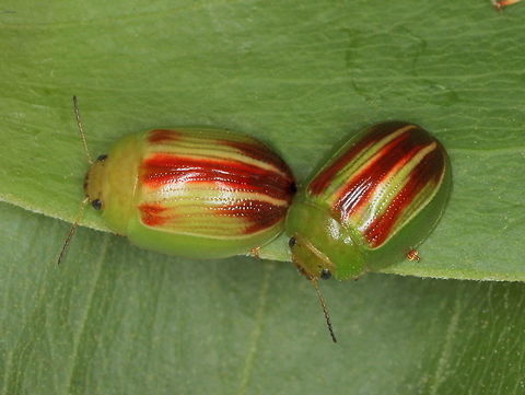 Peltoschema suturalis This is one of the largest and most striking of the Peltoschema and feeds on Golden Wattle.  Larvae are yellow if they feed on the flowers and later ones are green from feeding on foliage. Australia,Geotagged,Peltoschema,Peltoschema suturalis,Spring