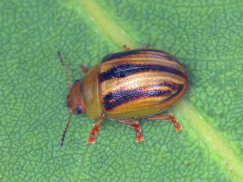 Peltoschema rubiginosa This beetle is sometimes common on broad leaved acacias and adults can be found in winter and spring when the host plant is in flower Australia,Fall,Geotagged,Peltoschema,Peltoschema rubiginosa,Spring