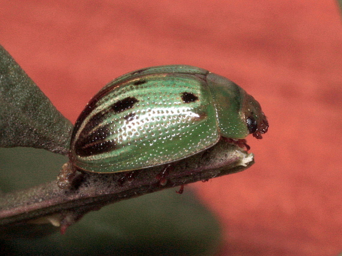 Peltoschema perplexa Beetles are green when the larvae feed on leaves, yellow when they feed on flowers.  Australia,Geotagged,Peltoschema,Peltoschema perplexa,Winter