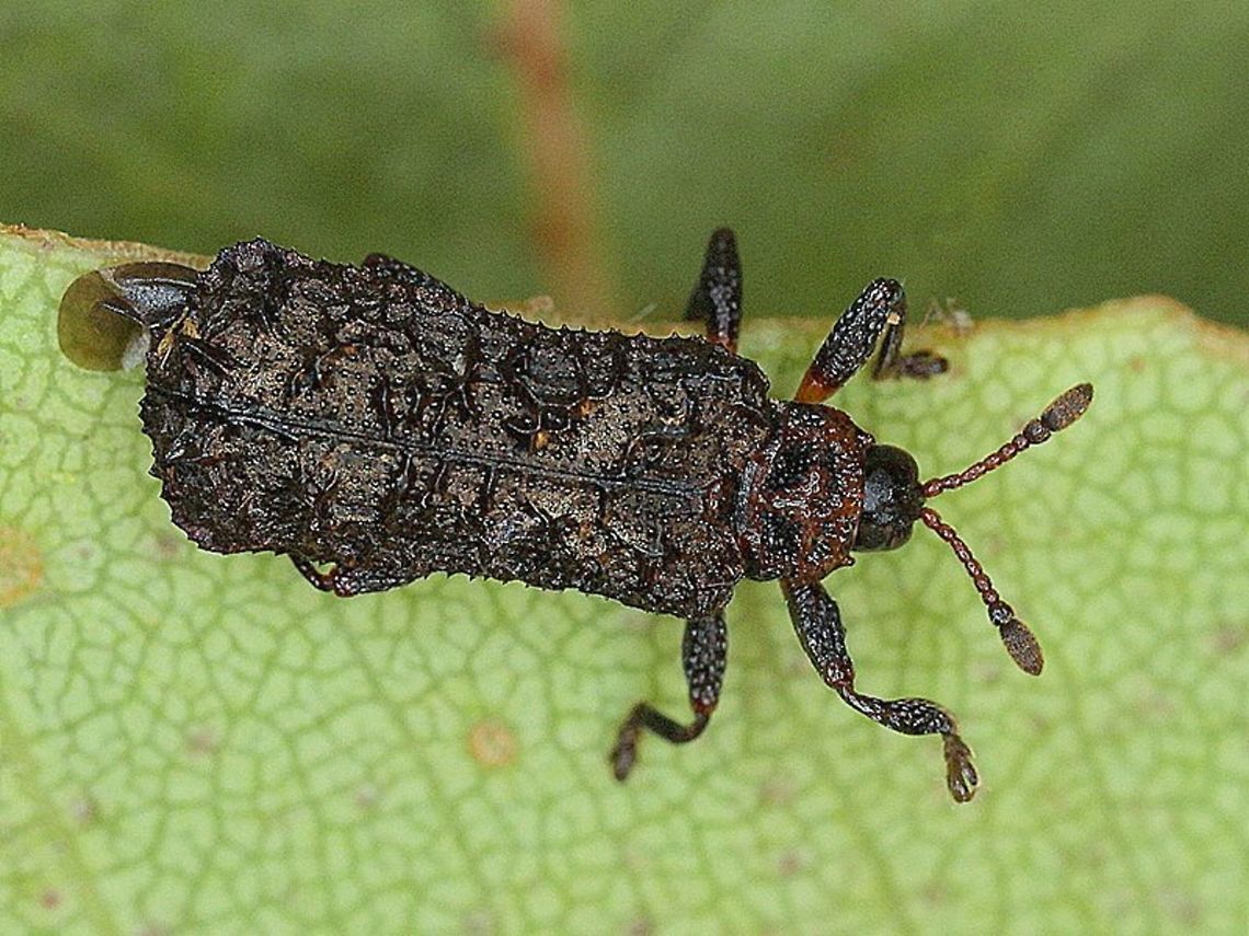 Octotoma scabripennis A lantana leaf mining beetle found in the Brisbane region and introduced to combat Lantana weed infestation. <br />
I think this beetle is a contender for the 'ugly' award.  Australia,Cassidinae,Geotagged,Octotoma scabripennis