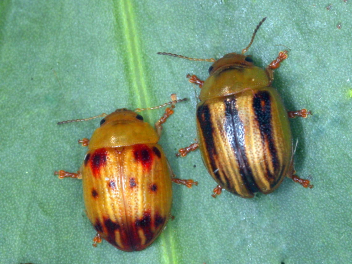 Peltoschemapr1015Boronia62  Australia,Geotagged,Peltoschema rubiginosa,Spring