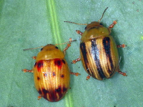 Peltoschemapr1015Boronia62  Australia,Geotagged,Peltoschema rubiginosa,Spring