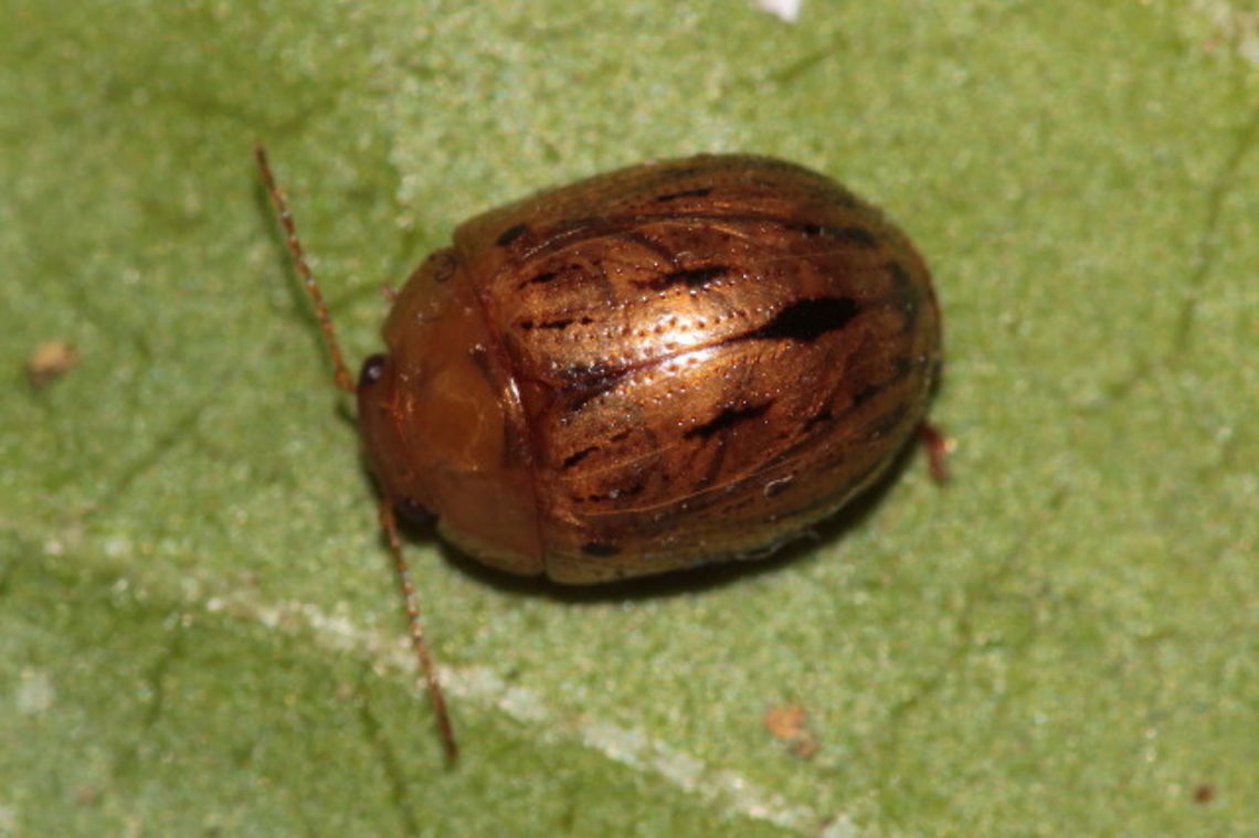 Peltoschema nigroconspersa This is the largest member of the Peltoschema group that I know of.  They feed on a thorny acacia called 'prickly moses'.  <br />
 Australia,Geotagged,Peltoschema,Peltoschema nigroconspersa,Winter