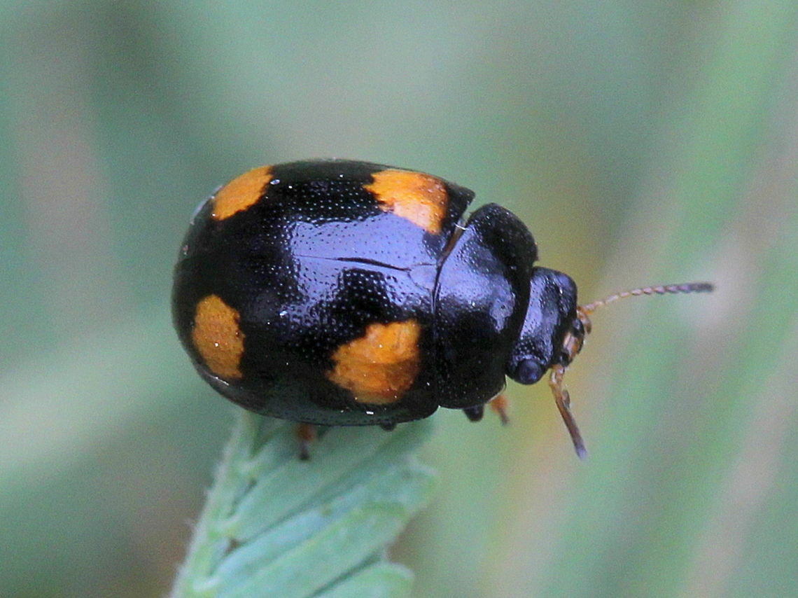 Peltoschema tetraspilota This Peltoschema beetle feeds on Acacia (Silver Wattle).  It mimics the four spotted ladybird beetle Australia,Fall,Geotagged,Peltoschema,Peltoschema tetraspilota