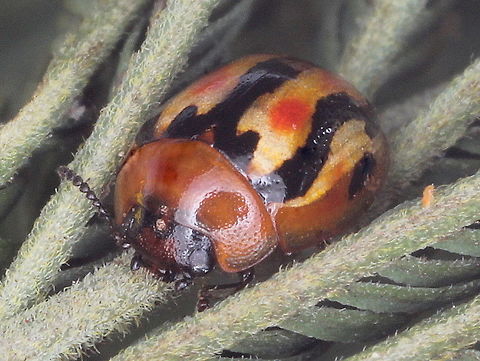 Peltoschema  sp. This beetle looks like a candy bar!
Seen only once on silver wattle.   Australia,Geotagged,Peltoschema,Peltoschema trilineata,Spring