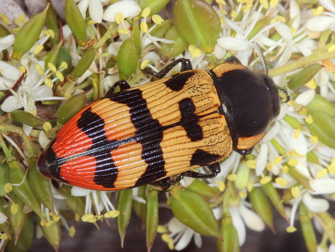 Temognatha mitchellii This delightful buprestid beetle is occasionally common in the desert of Victoria in the summer. Australia,Geotagged,Spring,Temognatha,Temognatha mitchellii,buprestidae