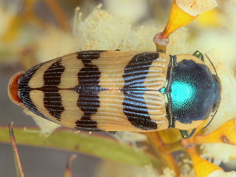 Calotemognatha yarelli This uncommon jewel beetle was seen from a distance by its metallic blue pronotum. Australia,Calotemognatha yarelli,Geotagged,Summer