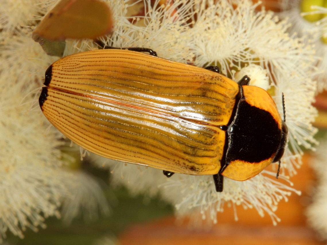 Temognatha sanguiniventris(F) (cream form) This large yellow Jewel beetle emerges in the summer when the mallee gums are in flower.   Australia,Buprestidae,Geotagged,Summer,Temognatha,Temognatha sanguiniventris