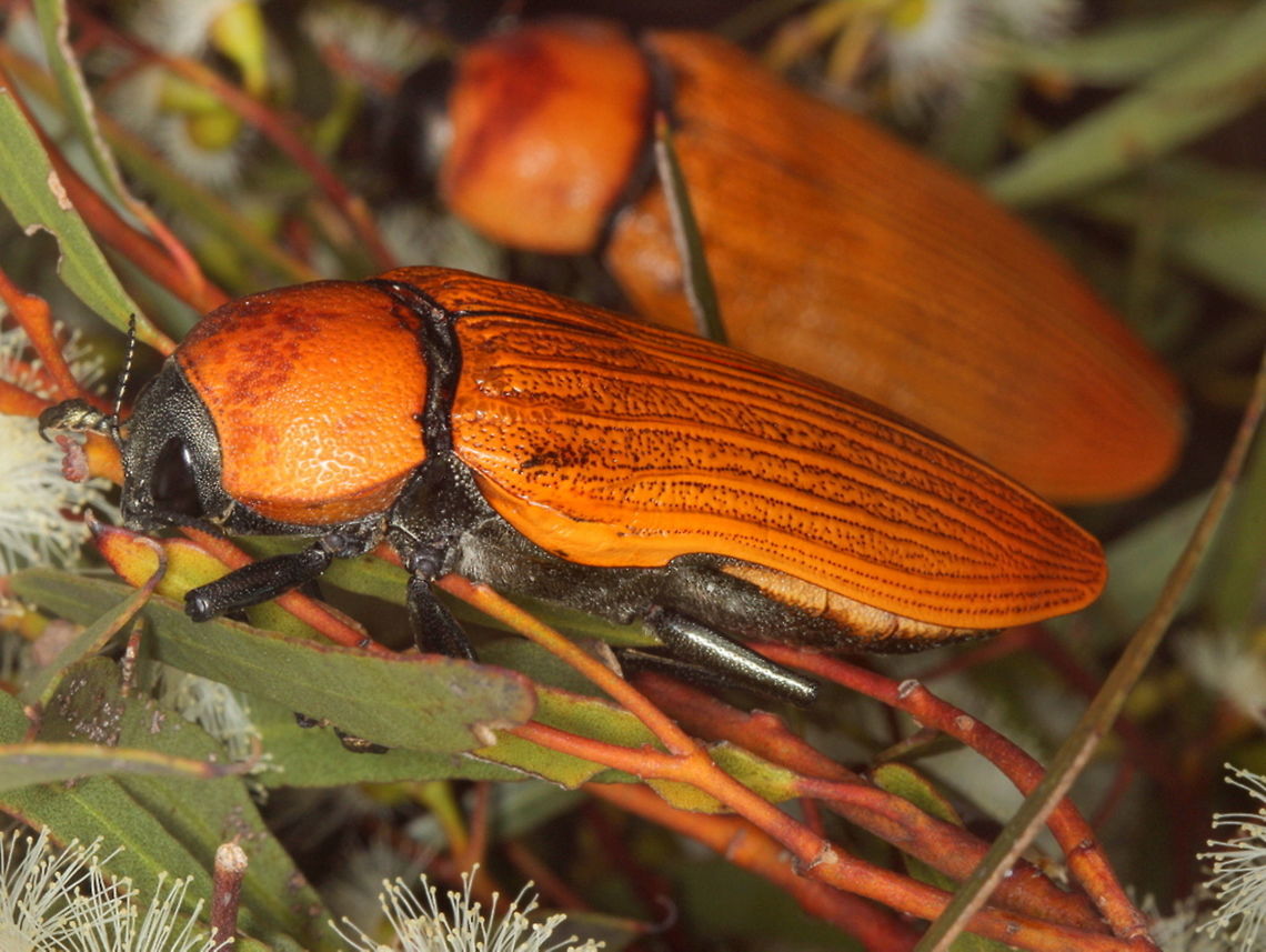 Temognatha heros female This is one of the largest jewels in Australia.  Temognatha are a summer species and may live underground for many years before they emerge.   The possums and crows have a feast and there can be thousands of dead beetle carcasses on the roadside.  These beetles can be attracted to brown glass beer bottles and 'red tee shirt wearing' photographers.  Australia,Buprestidae,Geotagged,Summer,Temognatha,Temognatha heros
