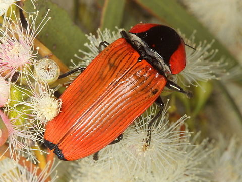 Temognatha sanguiniventris Temognatha sanguiniventris(F) (red form) is scarcely seen in the Wester Desert of Victoria.  They appear on very hot summer days when the mallee gums are floering.  Australia,Buprestidae,Geotagged,Summer,Temognatha,Temognatha sanguiniventris