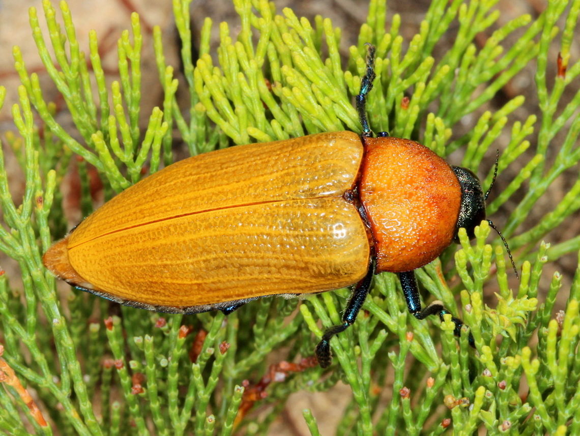 Julodimorpha bakewelli This is one of the largest jewel beetles and in a monotypic genus.  They may be absent for several years as the larvae feed on mallee roots and emerge only in a good season.   Australia,Geotagged,Julodimorpha bakewelli,Spring