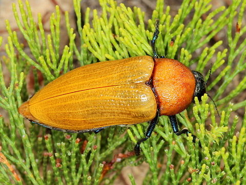 Julodimorpha bakewelli This is one of the largest jewel beetles and in a monotypic genus.  They may be absent for several years as the larvae feed on mallee roots and emerge only in a good season.   Australia,Geotagged,Julodimorpha bakewelli,Spring
