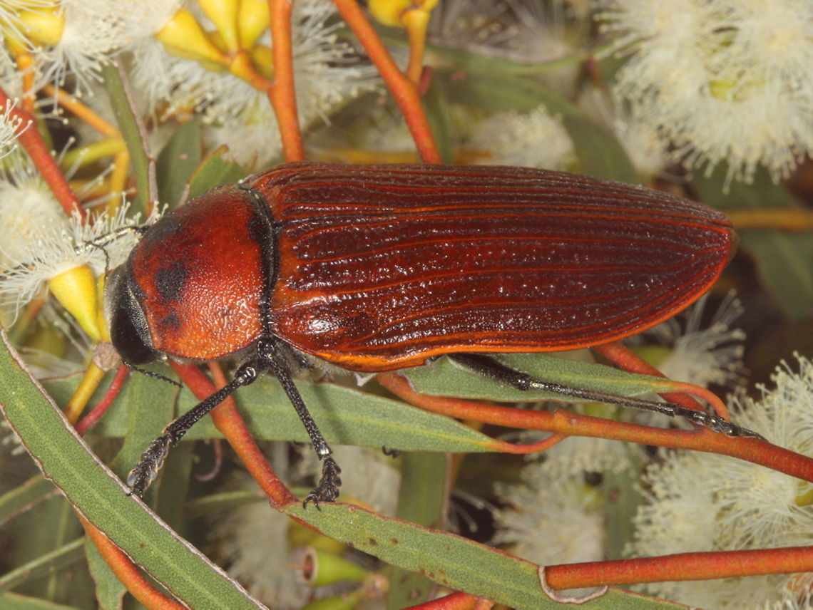 Temognatha heros (male) Temognatha heros can reach a length of about 60&ndash;80 mm.  It is the biggest within the genus Temognatha.   <br />
The basic body colour is yellowish-orange, while pronotum is dark reddish. Elytra are punctato-striate.   The adults emerge en mass in summer when mellee trees are i flower.  Flolower feeders are called florivores and feed especially on Eucalyptus leptophylla, E. foecunda, Melaleuca pauperiflora and M. uncinata. Australia,Geotagged,Summer,Temognatha heros,big desert,buprestidae,temognatha