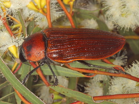 Temognatha heros (male) Temognatha heros can reach a length of about 60&ndash;80 mm.  It is the biggest within the genus Temognatha.   
The basic body colour is yellowish-orange, while pronotum is dark reddish. Elytra are punctato-striate.   The adults emerge en mass in summer when mellee trees are i flower.  Flolower feeders are called florivores and feed especially on Eucalyptus leptophylla, E. foecunda, Melaleuca pauperiflora and M. uncinata. Australia,Geotagged,Summer,Temognatha heros,big desert,buprestidae,temognatha