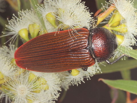 Temognatha parvicollis  (male)  Australia,Buprestidae,Geotagged,Summer,Temognatha parvicollis,temognatha,temognatha parvicollis