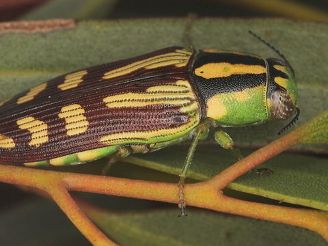 Diadoxus regius Cypress Jewel Beetle        Australia,Buprestidae,Cypress Jewel Beetle,Diadoxus,Diadoxus regius,Geotagged,Summer