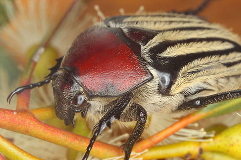 Trichaulax phillipsii Cetonids are a group of scarab beetles that feed on the nectar of flowers and can launch into flight very rapidly.    This species is large and particularly attractive with ribbed elytra. "Cetoniidae",Australia,Cetoniinae,Coleoptera,Flower Chafer,Geotagged,Scarabaeidae,Summer,Trichaulax philipsii,Trichaulax phillipsi