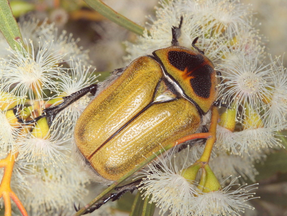 Cetonid  "Cetoniidae",Australia,Cetoniinae,Coleoptera,Flower Chafer,Geotagged,Scarabaeidae,Summer
