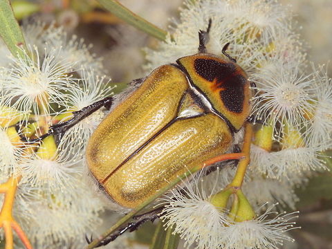 Cetonid  "Cetoniidae",Australia,Cetoniinae,Coleoptera,Flower Chafer,Geotagged,Scarabaeidae,Summer