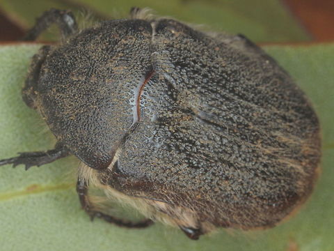 Cetonid A small common cetonid on flowering mallee gums during the summer. "Cetoniidae",Allardiana gymnopleura,Australia,Cetoniinae,Coleoptera,Flower Chafer,Geotagged,Scarabaeidae,Summer,cetonid