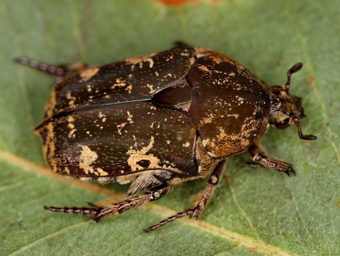 Mottled flower cetonid (Protaetia fusca)  "Cetoniidae",Australia,Cetoniinae,Coleoptera,Fall,Flower Chafer,Geotagged,Mango Flower Beetle,Mottled flower cetonid,Protaetia fusca,Scarabaeidae