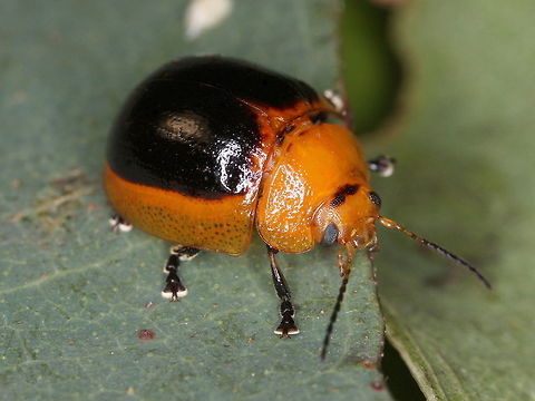Paropsisterna cloelia A small leaf beetle often entirely orange.   Australia,Fall,Geotagged,Paropsisterna,Paropsisterna cloelia