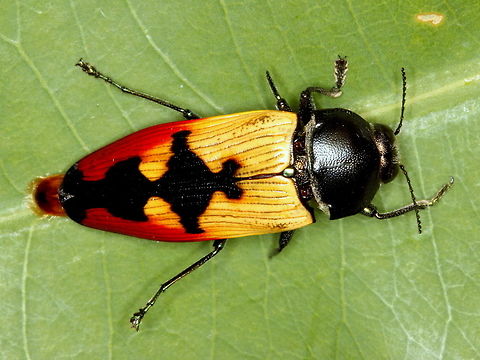 Temognatha nickerli A bright jewel beetle from tropical Queensland found feeding on bursaria Australia,Buprestidae,Geotagged,Summer,Temognatha,Temognatha nickerli